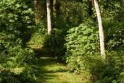 A walk in the forest before our gorilla trek : 2014 Uganda