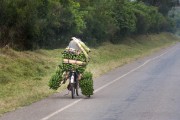 Bananas going to market