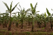 Banana plants