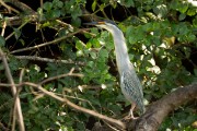 Black-headed heron