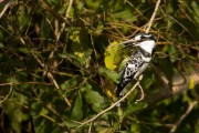 Pied kingfisher