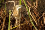 Squacco heron