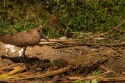 Hamerkop