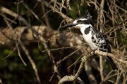 Pied kingfisher