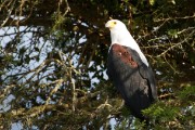 Fish eagle : 2014 Uganda