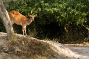 Bushbuck : 2014 Uganda