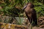 Hamerkop : 2014 Uganda