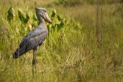 Prize of the swamp- Shoebill : 2014 Uganda