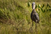 They stand about 3 feet tall. : 2014 Uganda