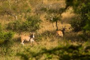 Eland : 2014 Uganda