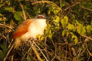 White-browed coucal : 2014 Uganda