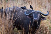 Cape buffalo