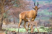 Jackson's hartebeest : 2014 Uganda