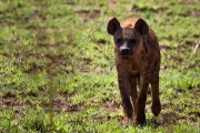 Spotted hyaena : 2014 Uganda