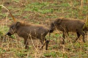 Warthogs