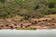 Cape buffalo