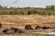 African skimmers, cape buffalo and hippos