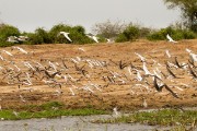 Terns and skimmers