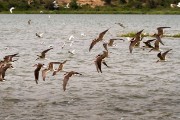 African skimmer