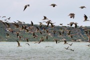 African skimmers