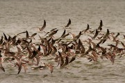 African skimmers