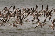 African skimmers