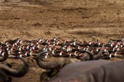 African skimmers