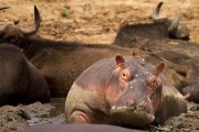 Sharing the mud