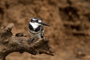 Pied kingfisher