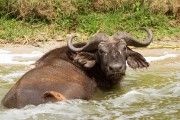 Cape buffalo