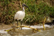 Sacred ibis