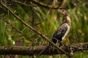 Long-tailed cormorant