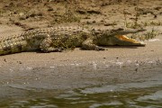 Nile crocodile