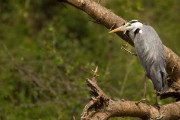 Grey heron