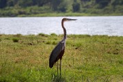 Goliath heron