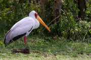 Yellow billed stork