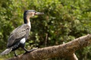 Greater cormorant