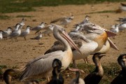 Pelicans