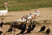 Pelicans and cormorants