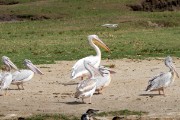 Pelicans