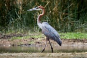 Goliath heron