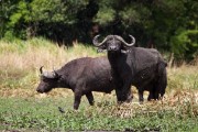 Cape buffalo