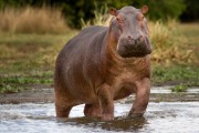 hippo charging our boat : 2014 Uganda