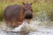 hippo charging our boat : 2014 Uganda