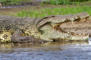 Nile crocodile