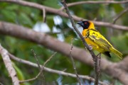 Black-headed weaver