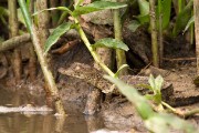 Baby crocks : 2014 Uganda