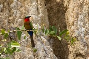 Carmine bee-eater