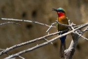 Carmine bee-eater : 2014 Uganda