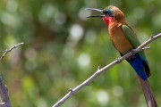 Carmine bee-eater : 2014 Uganda